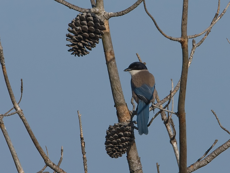 Cyanopica cyana Azure-winged Magpie Blauwe Ekster